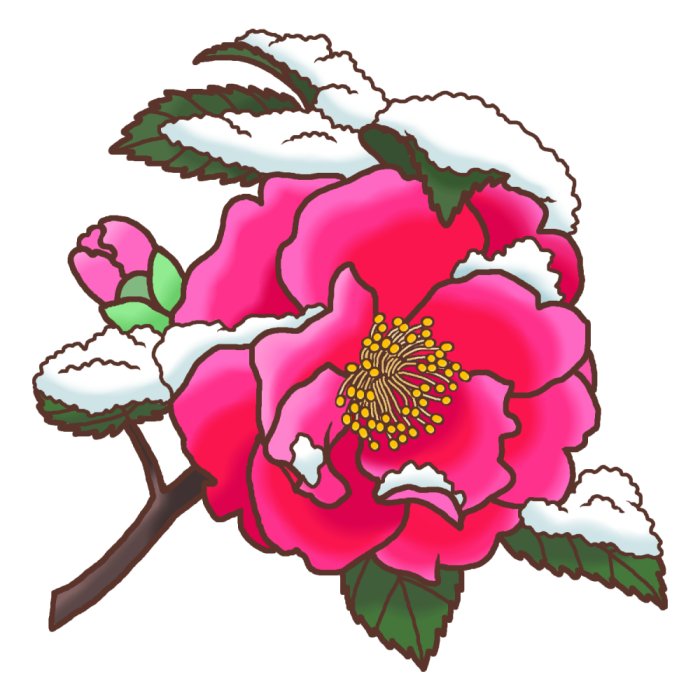 冬の花1 カンツバキ 寒椿 2 カラー 花のイラスト 季節の花 お花と季節のお礼状